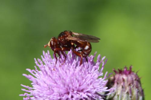 Réf. 236 899 : Sicus ferrugineus